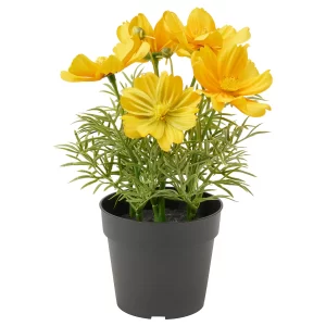 Pianta(COSMEA GIALLO)